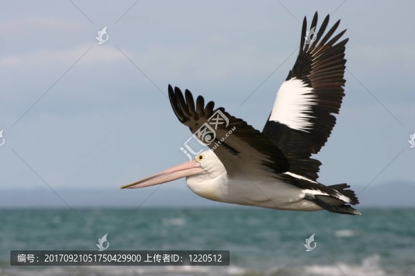 鳥