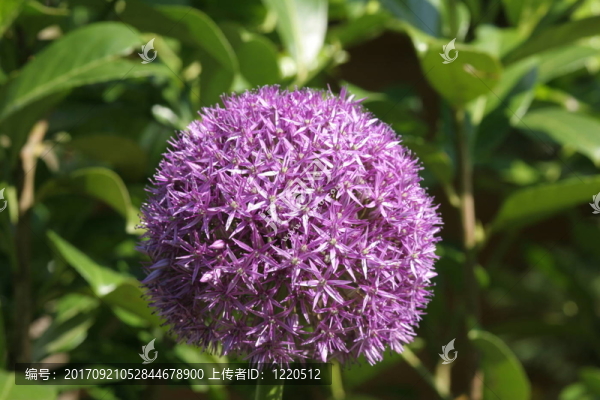蔥cristophii,-大花蔥