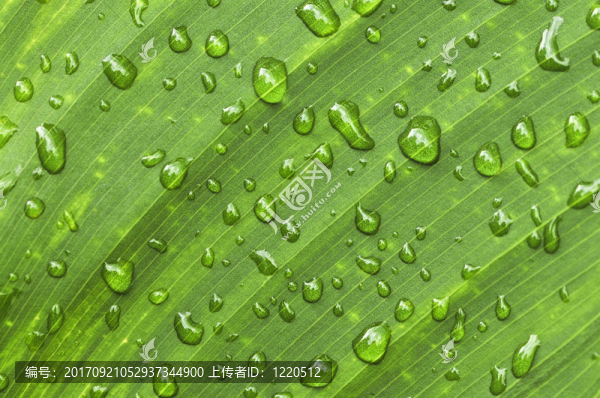 葉
