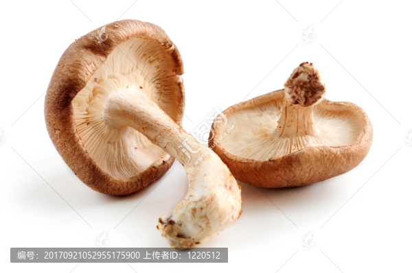 蘑菇