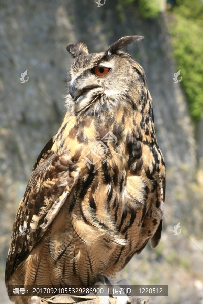 動物