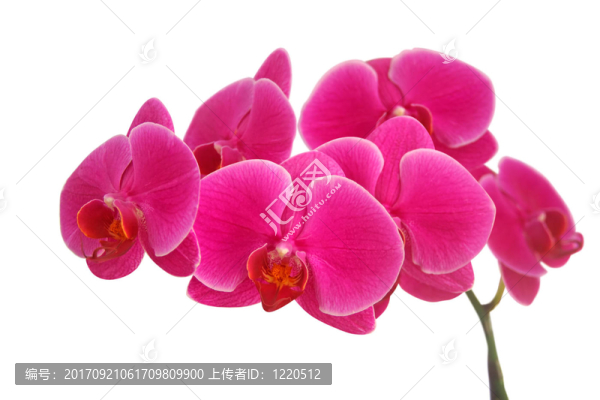 孤立的