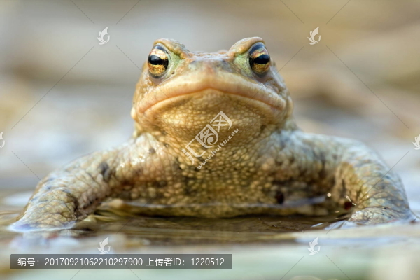 大蟾蜍
