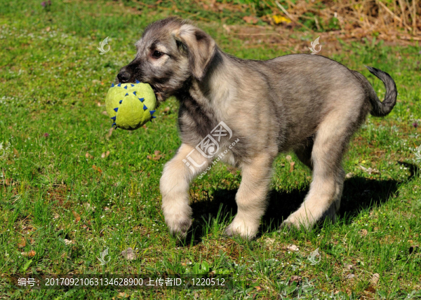 愛(ài)爾蘭獵狼犬埃米爾1
