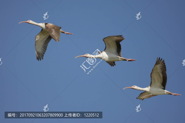 鳥