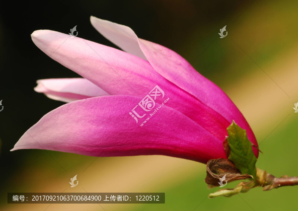 開放tulpenmagnolie