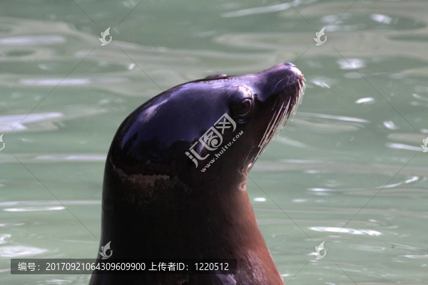 加州海獅