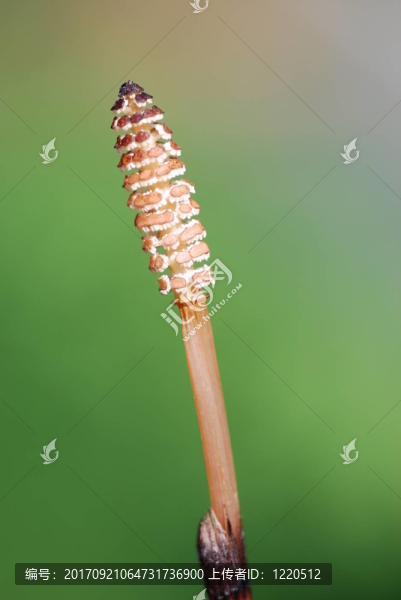 開花