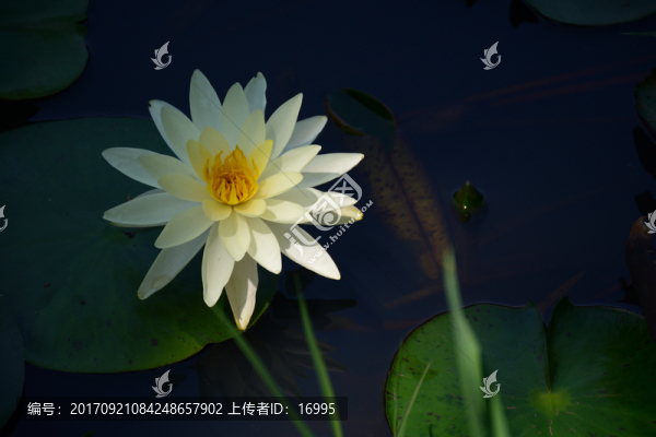 睡蓮