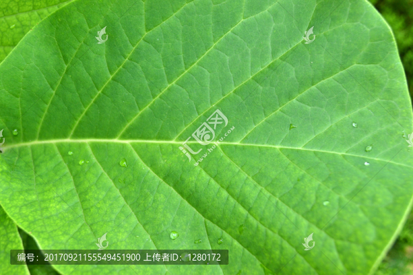 綠葉紋理脈絡(luò)