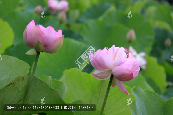 夏荷