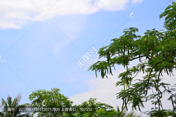 鳳凰樹(shù)葉背景圖