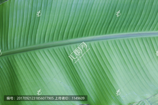 綠葉脈絡(luò)