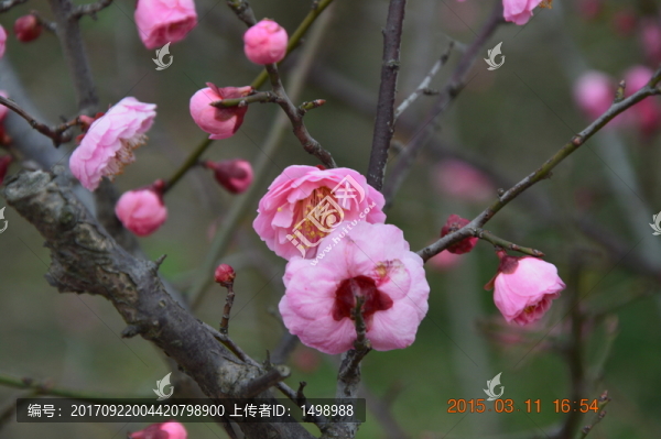 梅花
