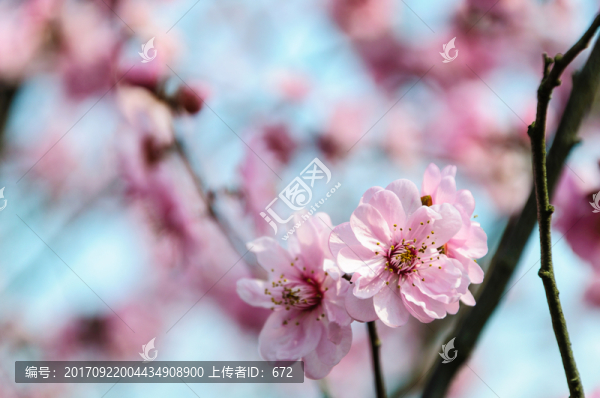梅花