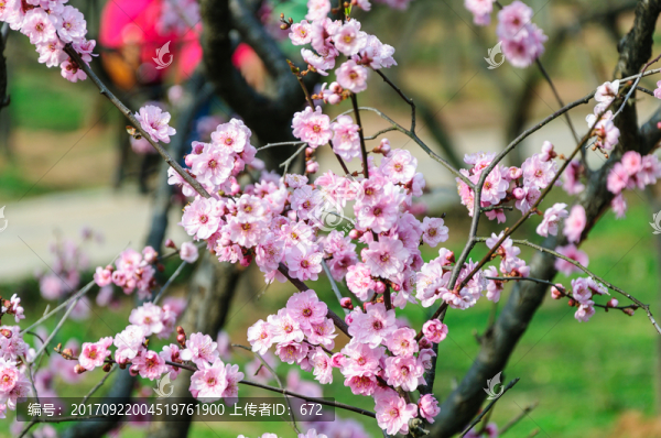 梅花