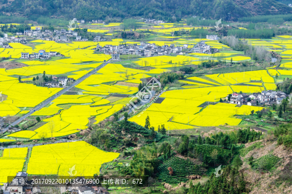 柯村油菜花