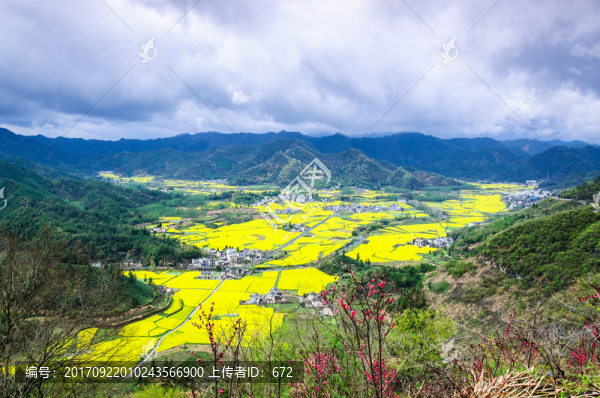 柯村油菜花