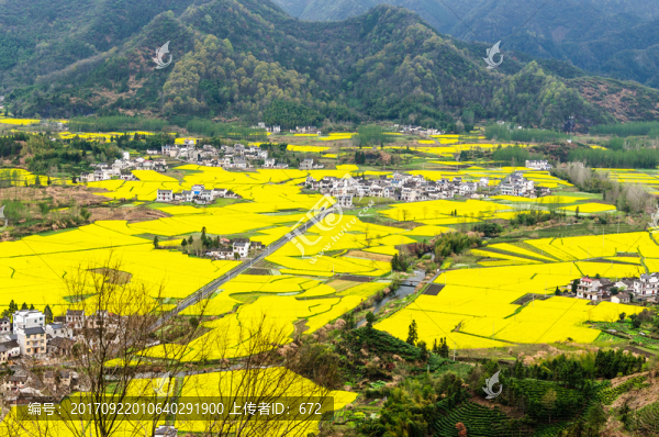 柯村油菜花