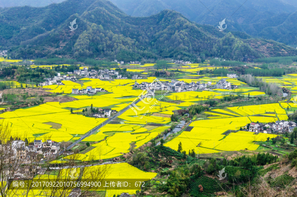 柯村油菜花