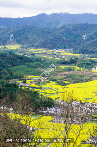 柯村油菜花