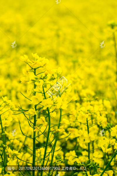油菜花