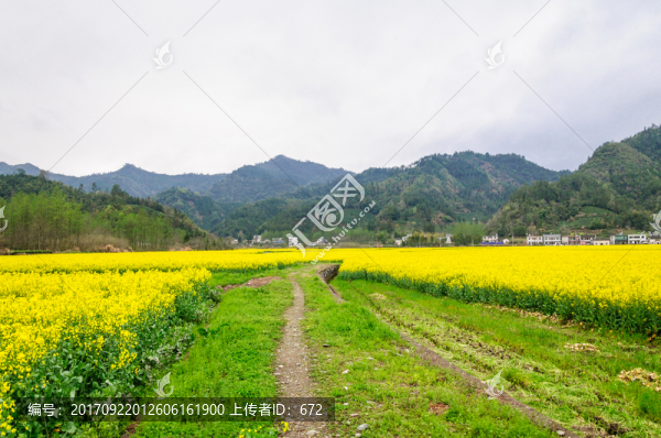 柯村油菜花