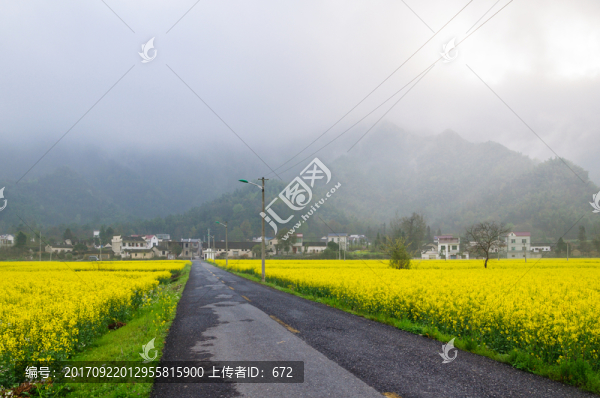 柯村油菜花