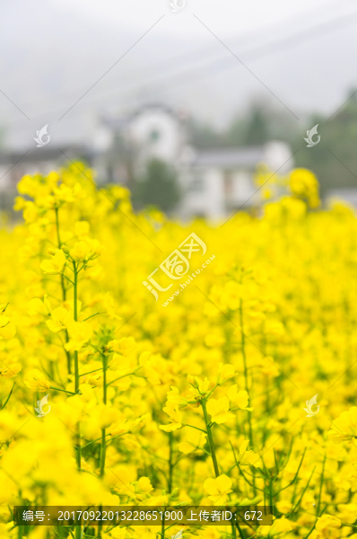 柯村油菜花