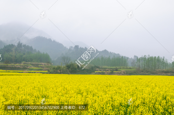 柯村油菜花
