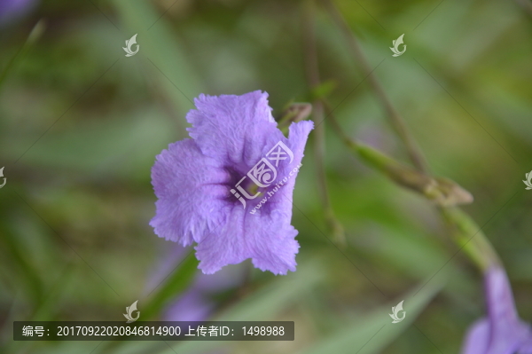 紫色花