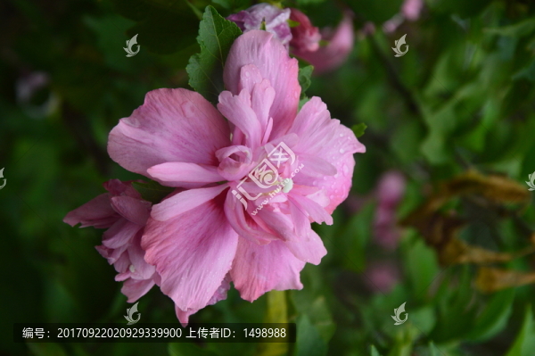 木槿