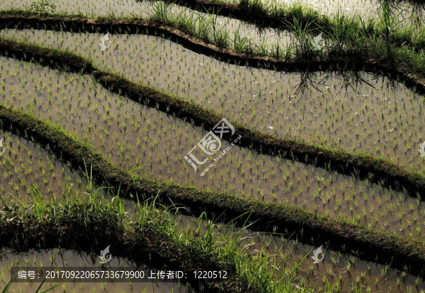 稻田