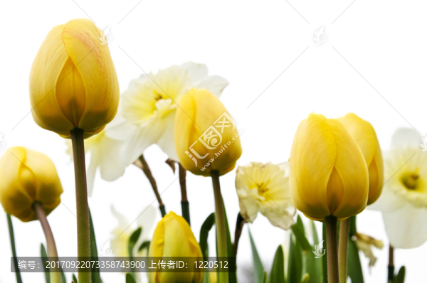 花園里的花