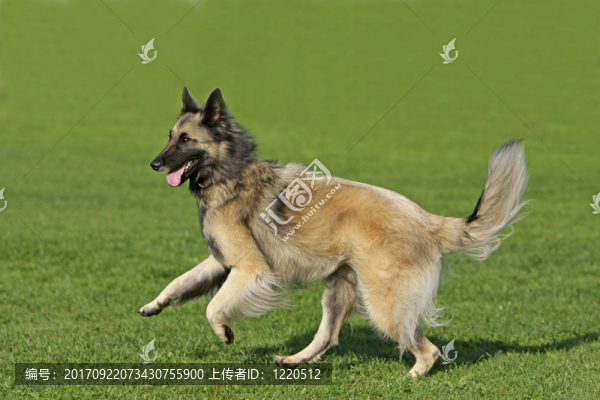 德國(guó)牧羊犬