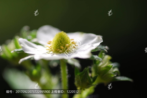 草莓（Fragaria）花