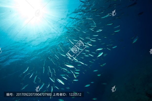 魚