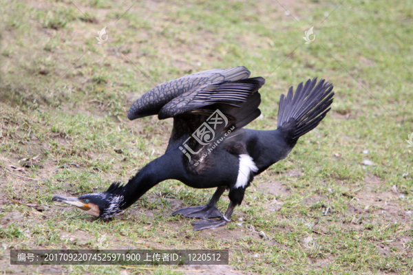 鳥