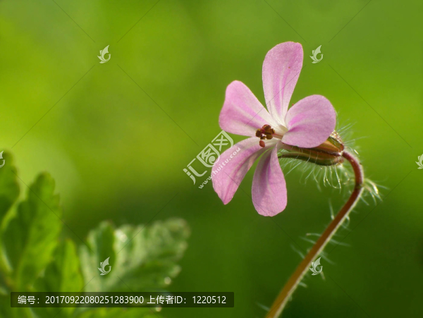 花卉