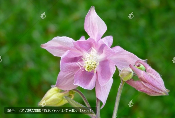 開花