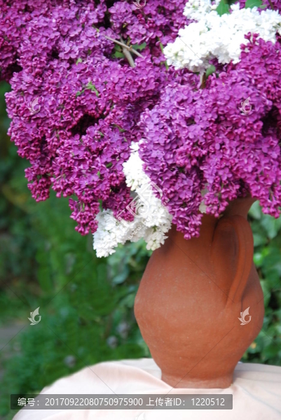 束丁香花