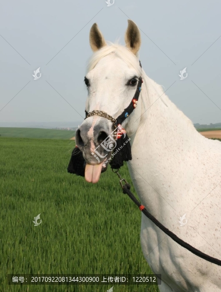 馬
