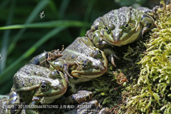 青蛙三重奏