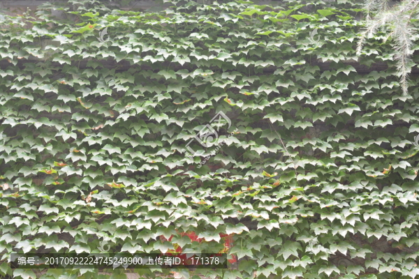 爬山虎