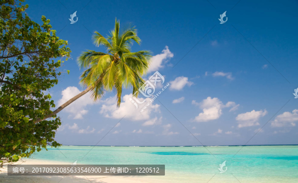 海灘上的棕櫚樹