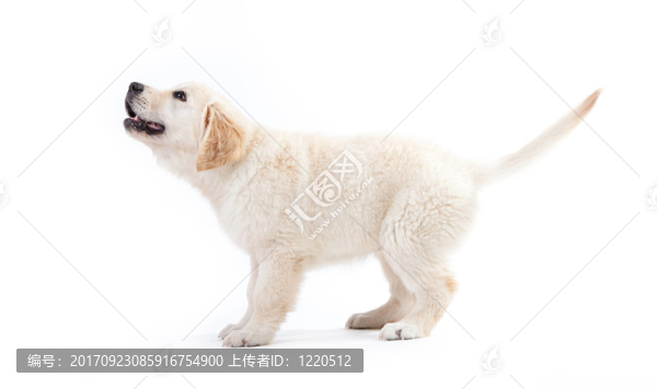 動物的臉