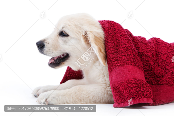 動物