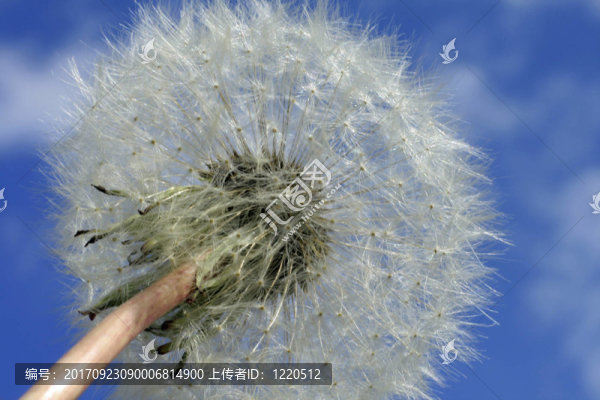 蒲公英