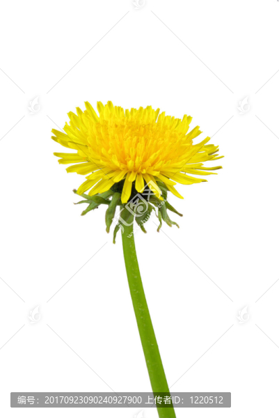 蒲公英花上的白色花蒲公英從白色02