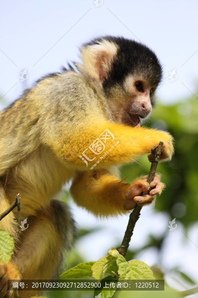 動物